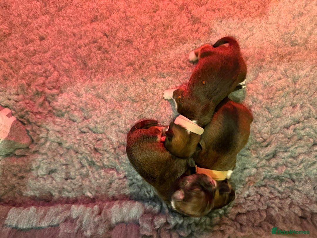 Lhasa Apso dogs for sale: RKC registered puppy boys - Advert 6