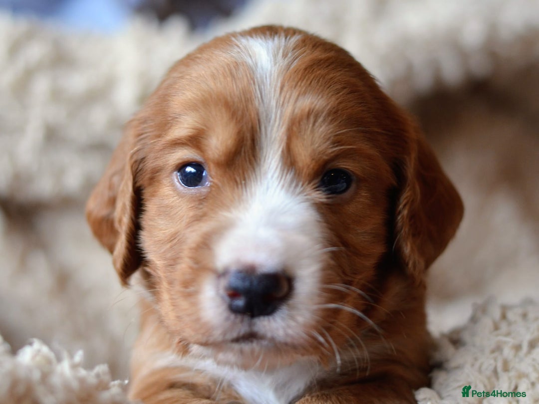 Cocker Spaniel dogs for sale: Stunning KC Cocker Spaniels DNA & EYE-checked - Image 7