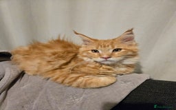 Maine Coon cats for sale: Maincoon  - Image 2
