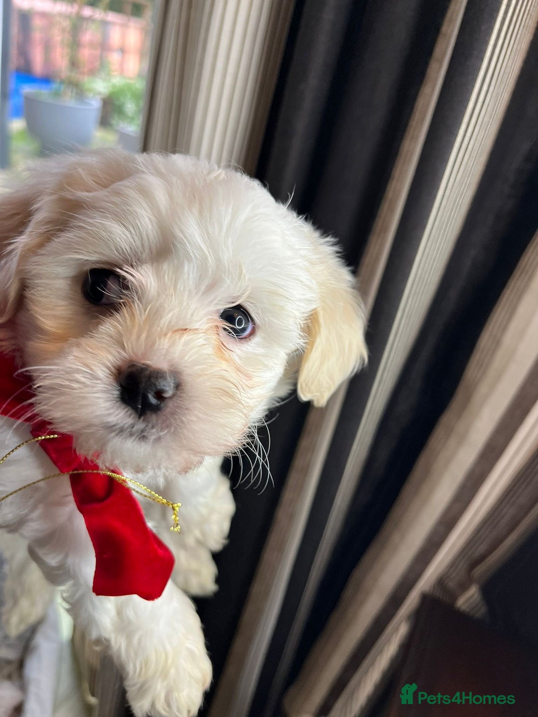 Mixed Breed dogs for sale: Two Gorgeous Puppies Remaining!  - Advert 3