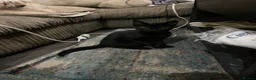 Scottish Fold cats for sale: Scottish fold cross for sale  - Advert 9