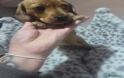 Miniature Dachshund dogs for sale: Shaded Cream Short Miniature Dachshund - Image 2