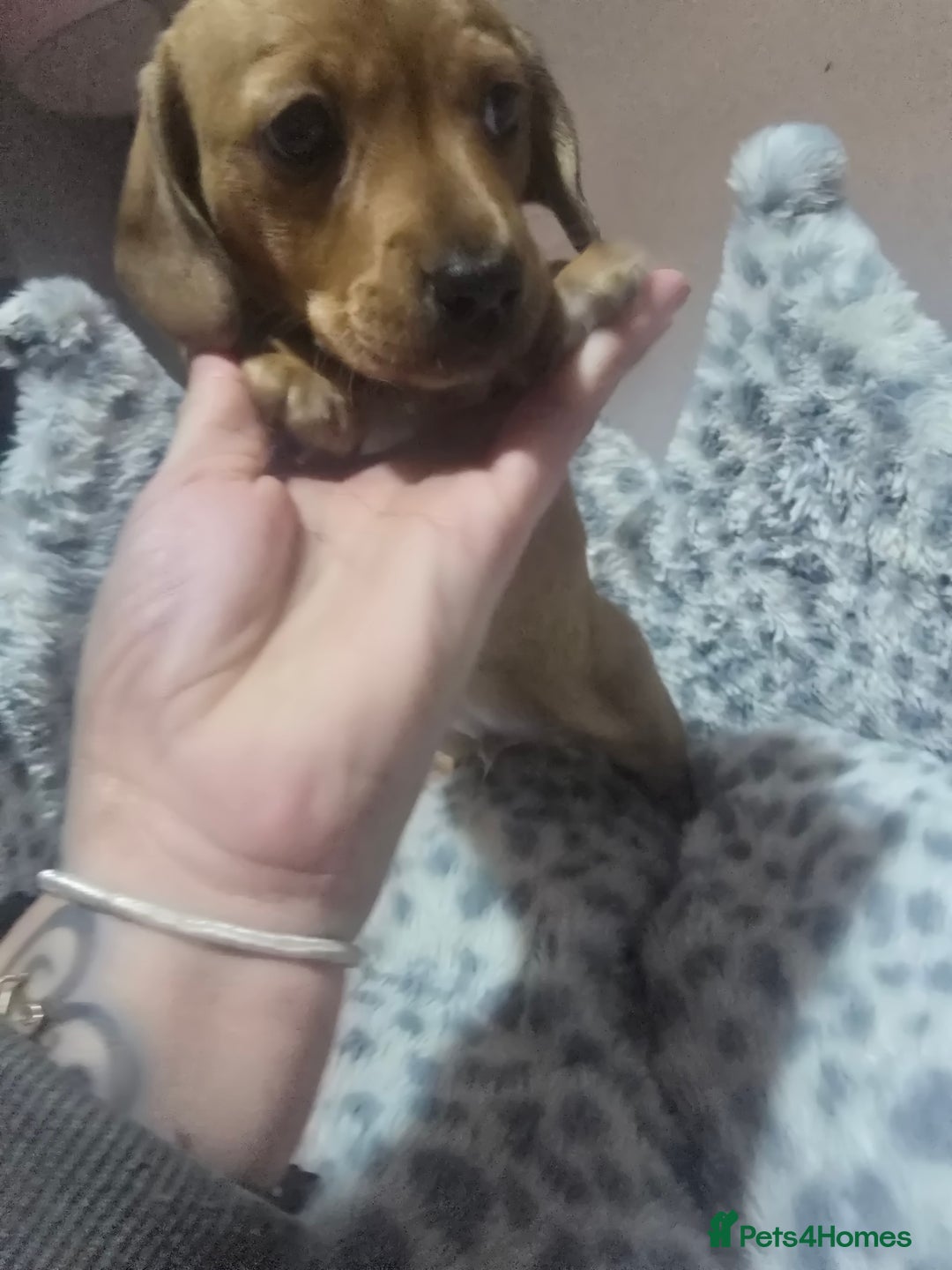 Miniature Dachshund dogs for sale: Shaded Cream Short Miniature Dachshund - Image 2