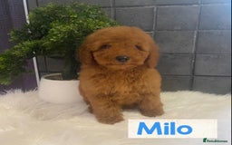 Miniature Poodle dogs for sale: Gorgeous Red Minature Poodles Puppies  - Image 12