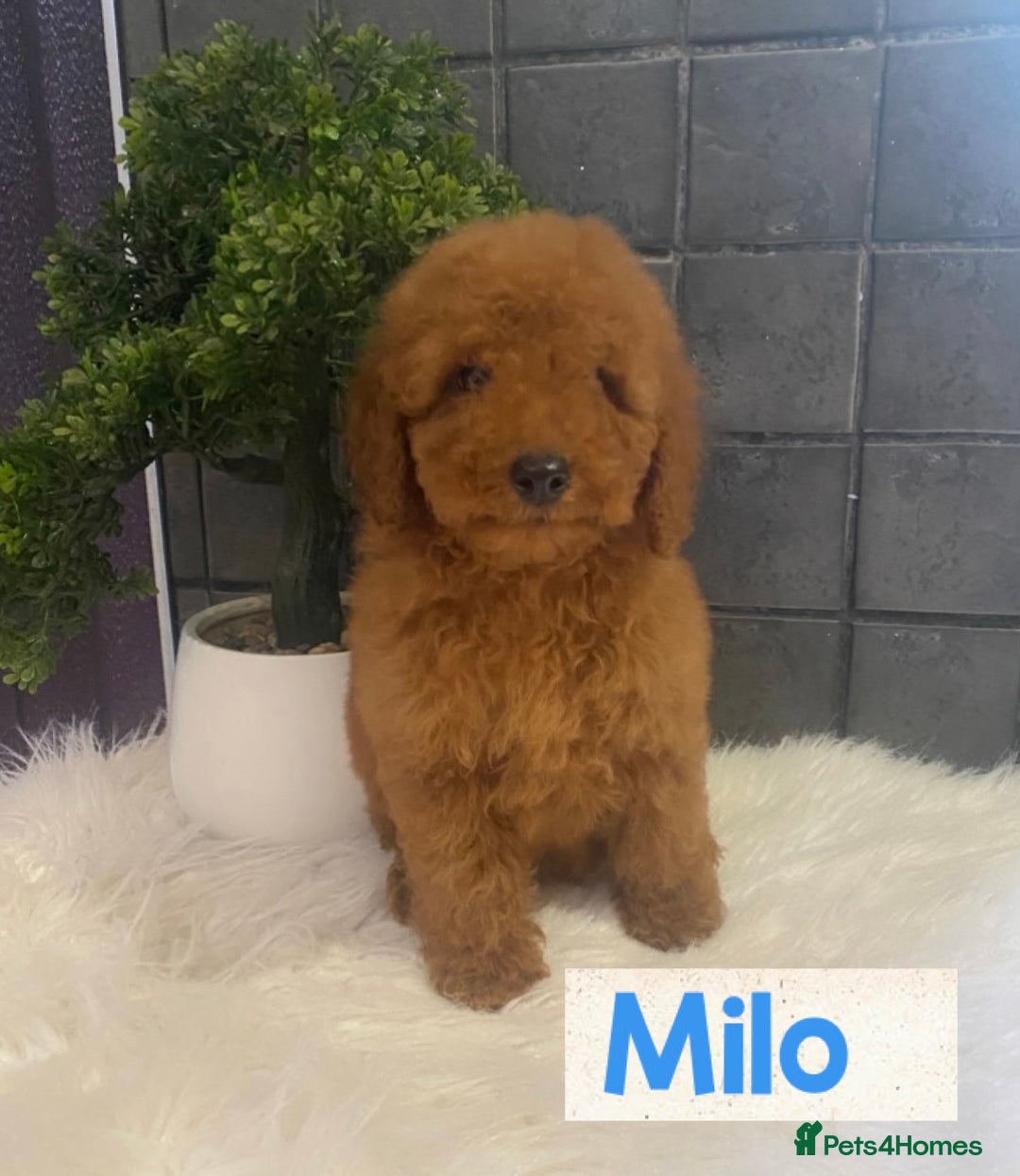 Miniature Poodle dogs for sale: Gorgeous Red Minature Poodles Puppies  - Image 12