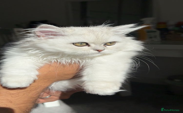 Persian cats - Advert 1