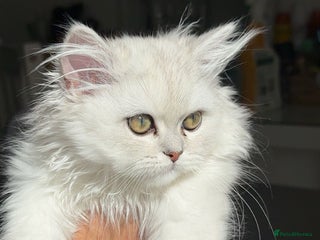 Persian cats - Advert 16