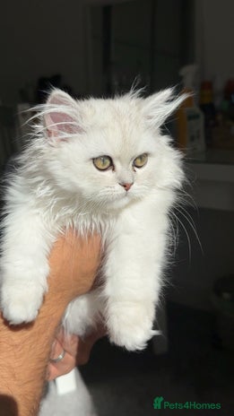 Persian cats - Advert 7