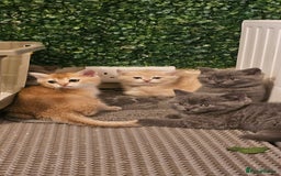 British Shorthair cats for sale: BSH BLUE AND BSH GOLD KITTENS Ready now! - Image 26