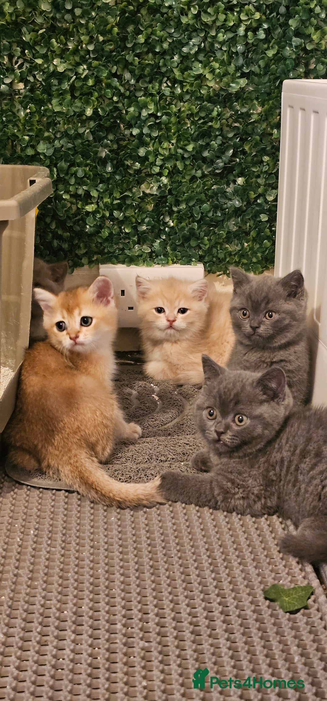 British Shorthair cats for sale: BSH BLUE AND BSH GOLD KITTENS Ready now! - Image 26