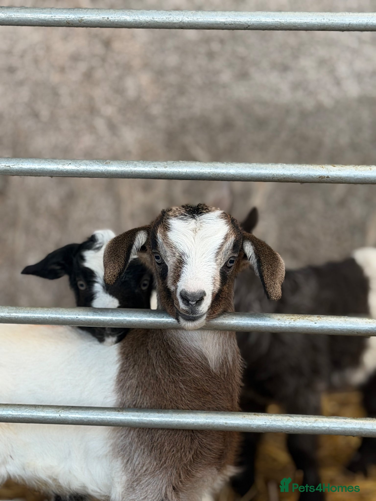 Goats livestock for sale: goats for sale (Not all goats are in the pictures) - Advert 3