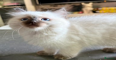 Ragdoll cats - Advert 3