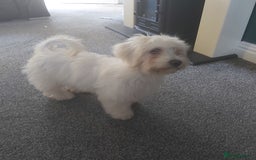 Mixed Breed dogs for sale: For sale  - Image 1