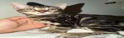 Mixed Breed cats for sale: 4 beautiful kittens ready for a safe/loving home  - Advert 6