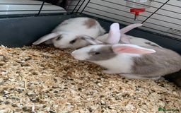 Mini Lop rabbits for sale: Baby bunnies girls and boys  - Image 8