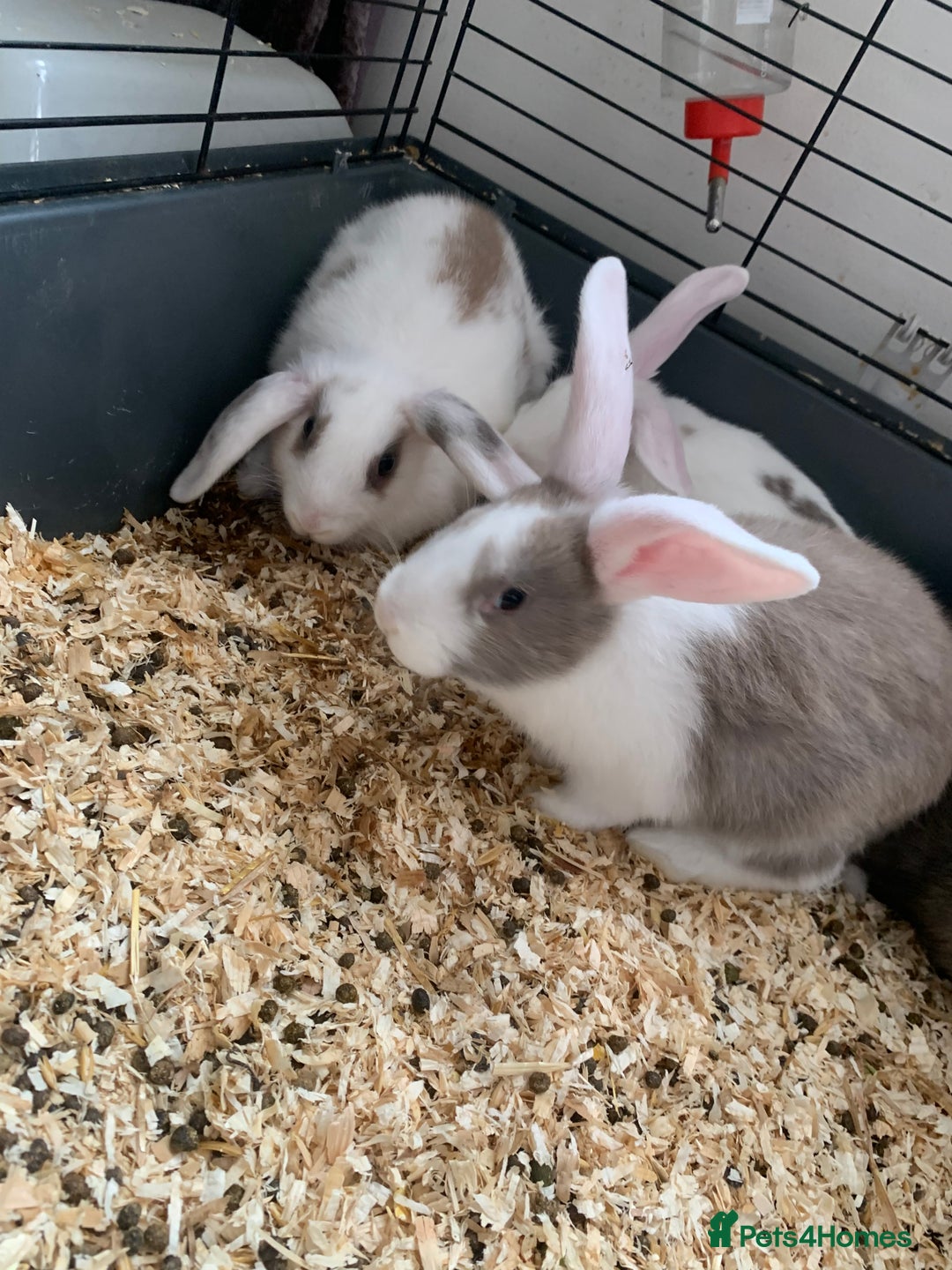 Mini Lop rabbits for sale: Baby bunnies girls and boys  - Image 8