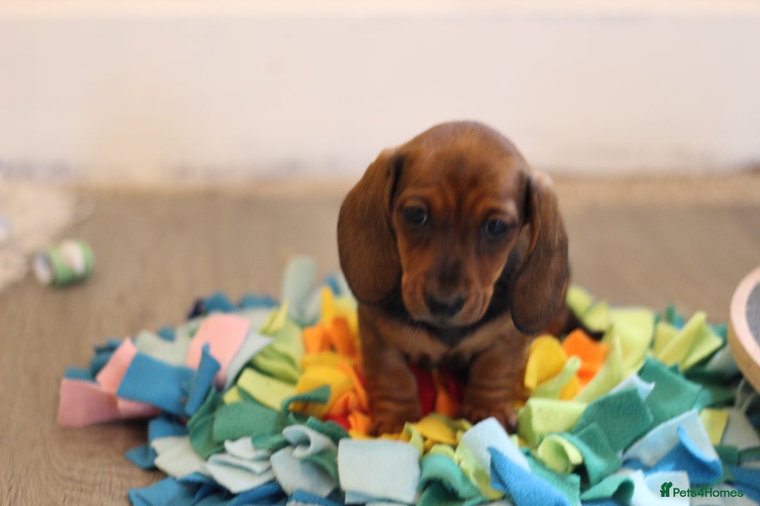 Miniature Dachshund dogs for sale: One Boy Ready now KC Reg, Champion Sired  - Image 17