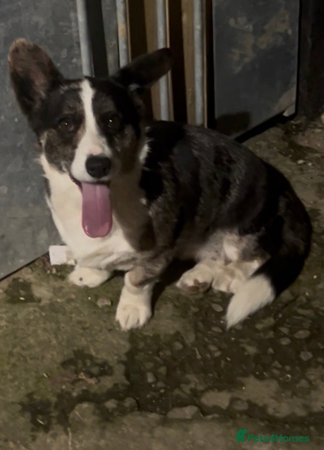 Welsh Corgi Cardigan dogs Female Welsh corgi  - Advert 1
