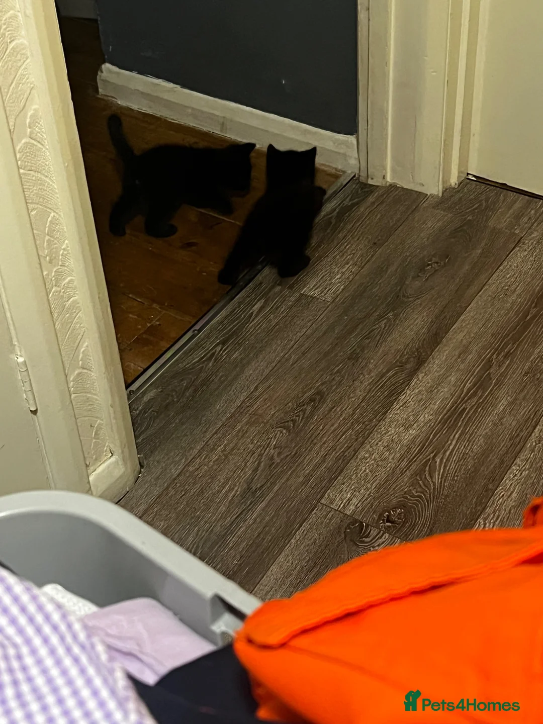 Mixed Breed cats for sale: little Brown/black long haired kitten - Advert 2