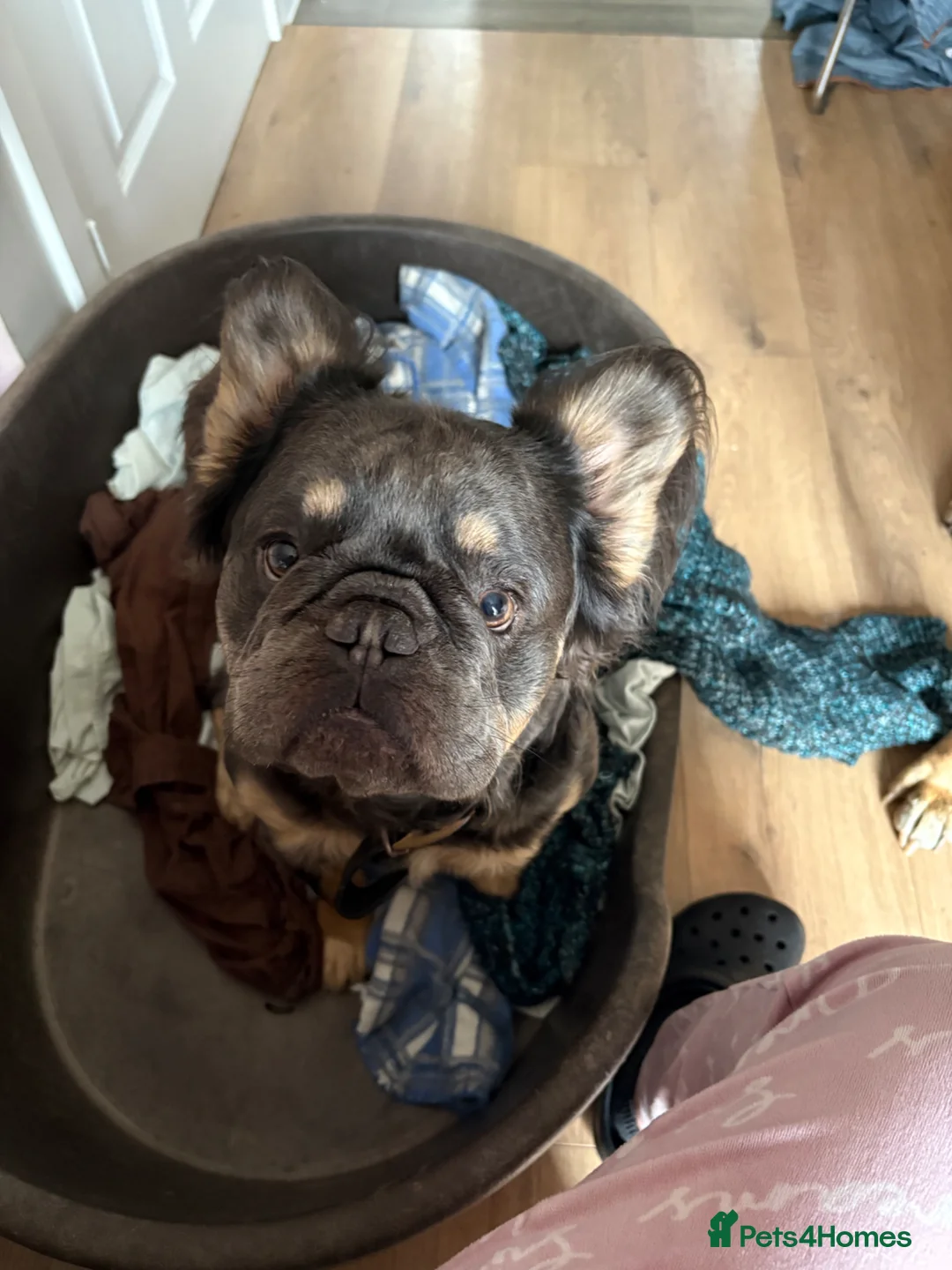 French Bulldog dogs for sale: Fluffy frenchie  - Advert 2