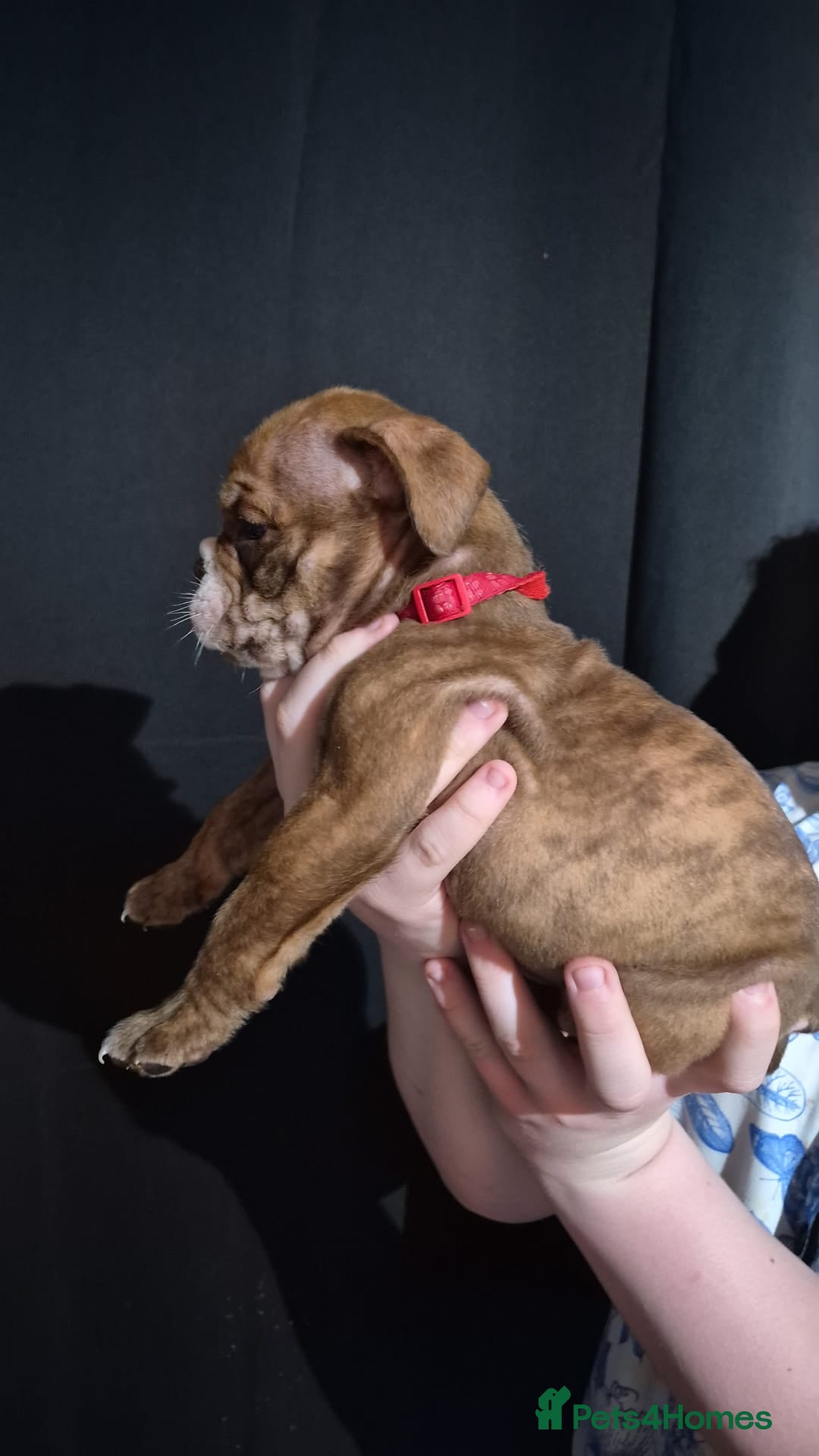 Mixed Breed dogs Stunning Old Thyme English Bulldogs ready to leave - Advert 2