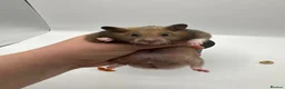 Hamster rodents for sale: Pedigree Syrian hamster pups  - Advert 5
