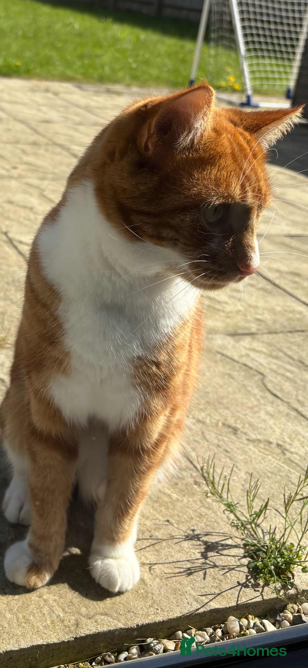 Mixed Breed cats for sale: Beautiful cat sunny  - Advert 6