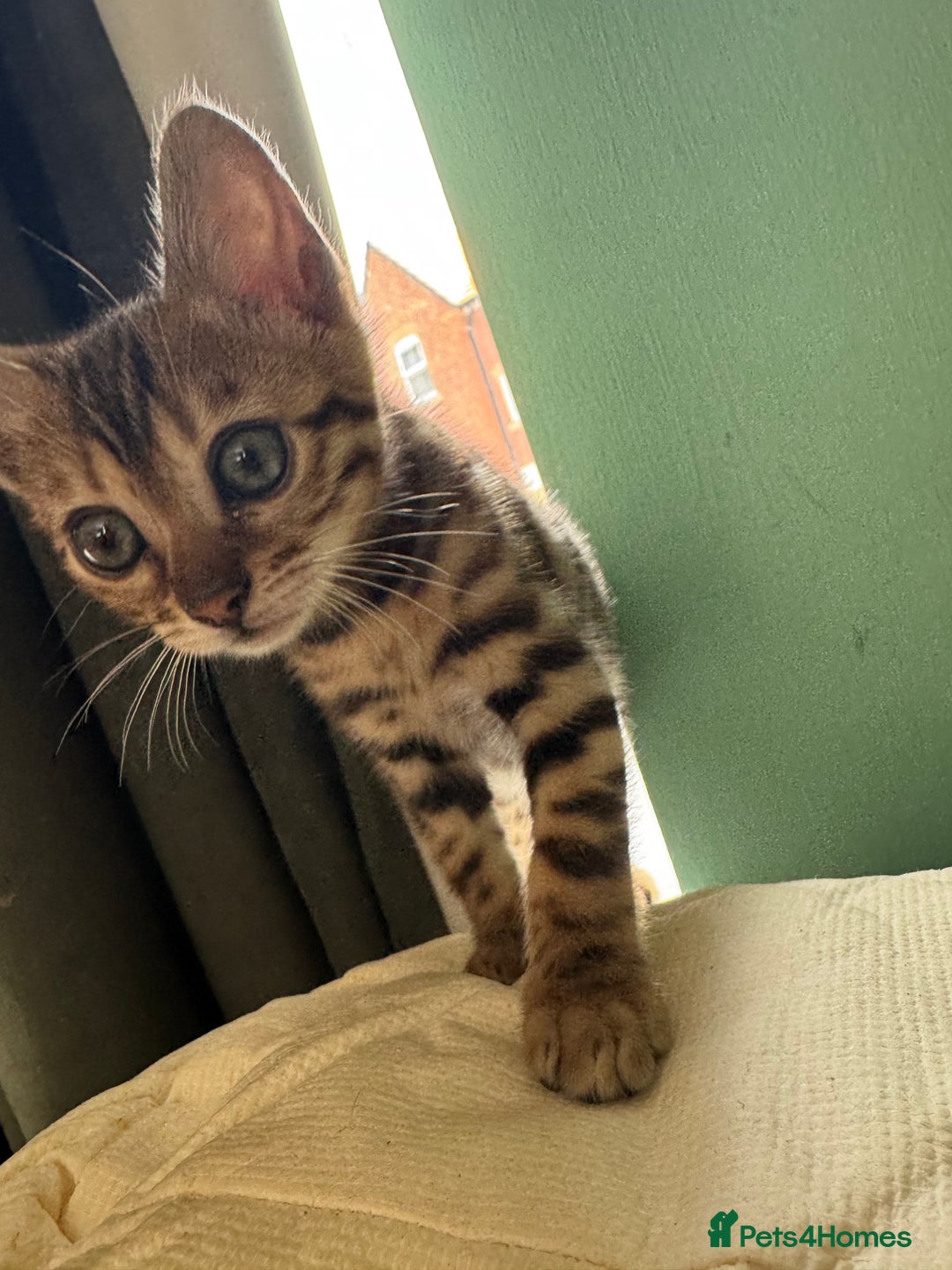 Bengal cats for sale: REDUCEDAbsolutely stunning Bengal Kittens READY in Hook - Image 30