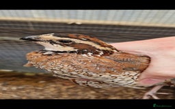 Quail poultry for sale: Northern bobwhite quail chicks ready in 2 weeks  - Image 2