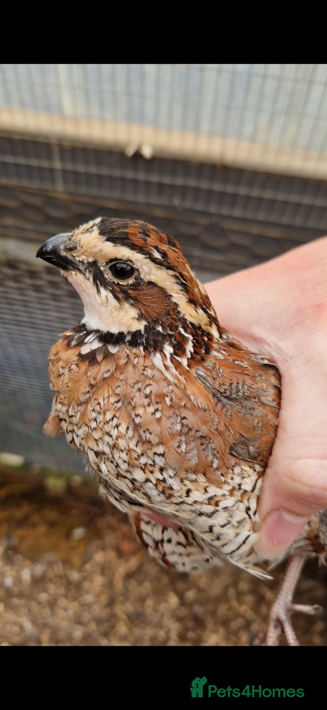 Quail poultry for sale: Northern bobwhite quail chicks ready in 2 weeks  - Image 2