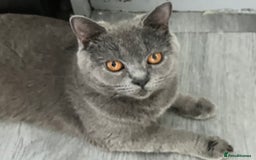 British Shorthair cats for sale: Beautiful British shorthair female kittens - Image 10