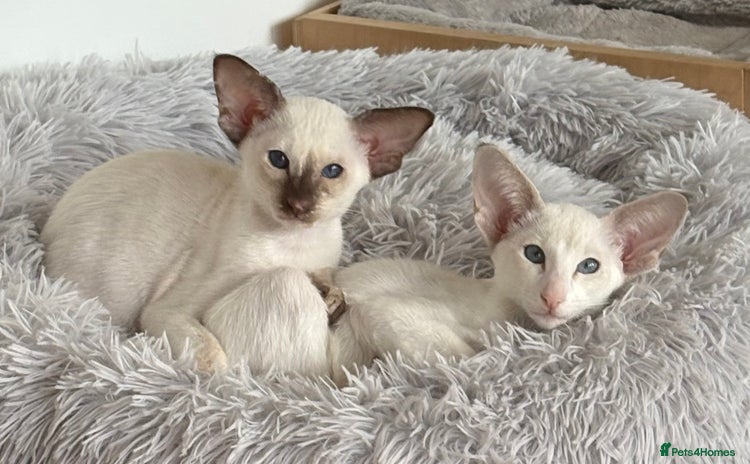 Siamese cats - Advert 4