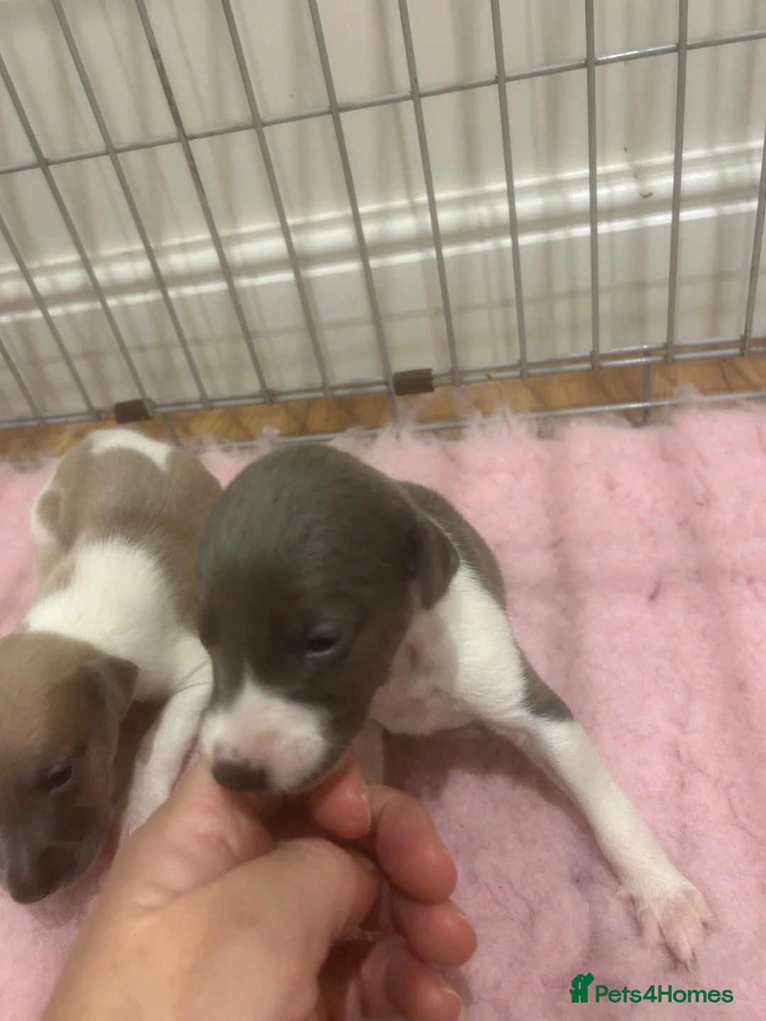Whippet dogs for sale: Pedigree whippet puppies  in Crook - Advert 23