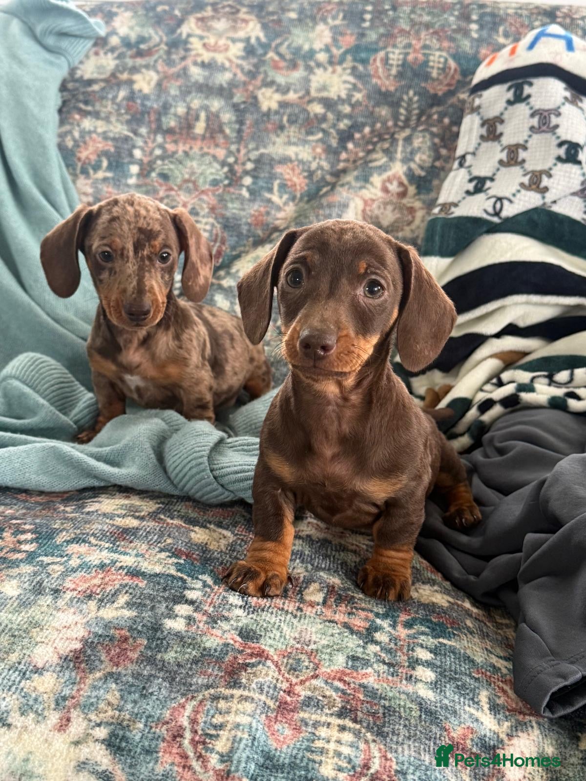 Dachshund dogs Darling Dachshunds 🌟 - Advert 1