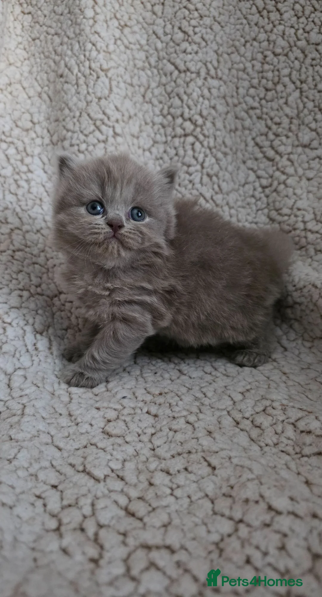 British Shorthair cats for sale: GCCF champion British Shorthair & Longhair babies  - Advert 1