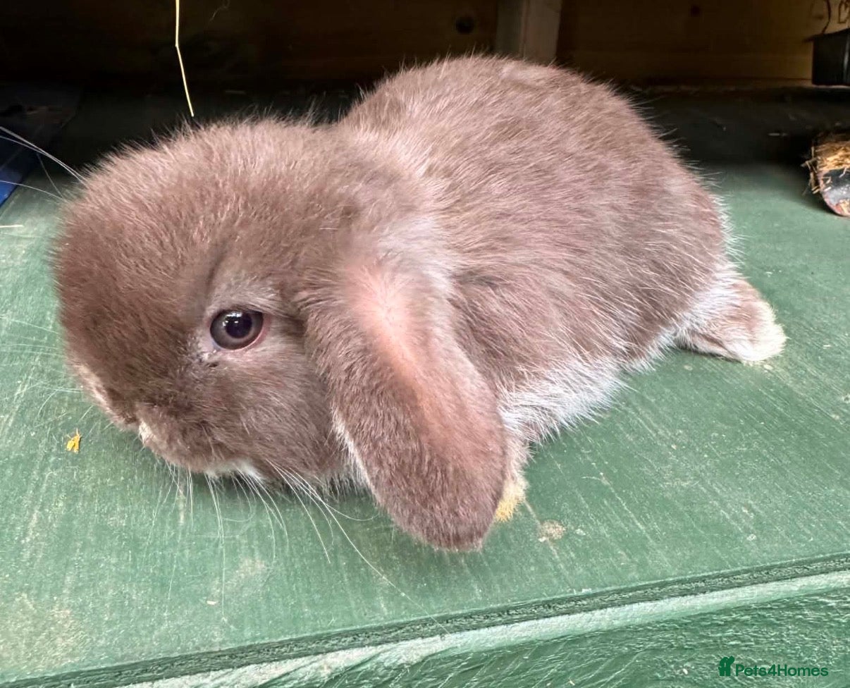 Mini Lop rabbits MINI LOP BUNNIES - PEDIGREE  - Advert 2