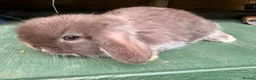 Mini Lop rabbits for sale: MINI LOP BUNNIES - PEDIGREE  in Ilminster - Advert 2