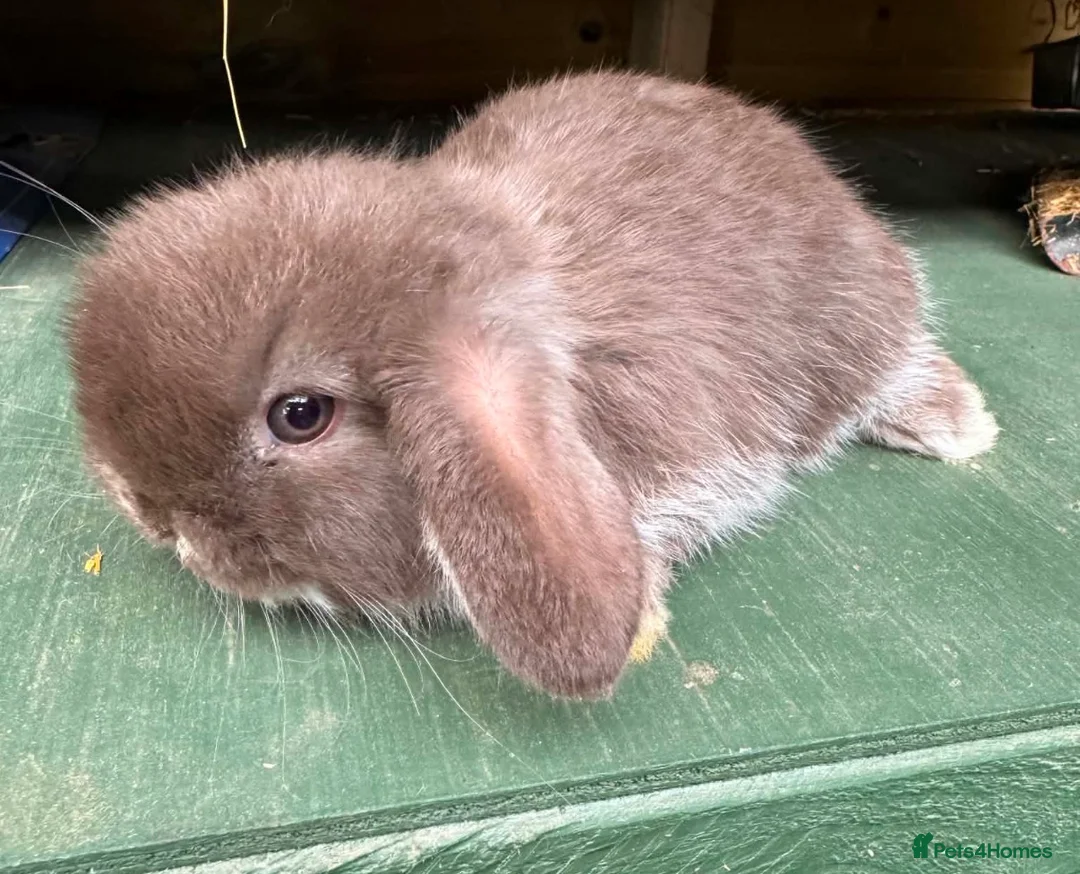 Mini Lop rabbits for sale: MINI LOP BUNNIES - PEDIGREE  in Ilminster - Advert 2