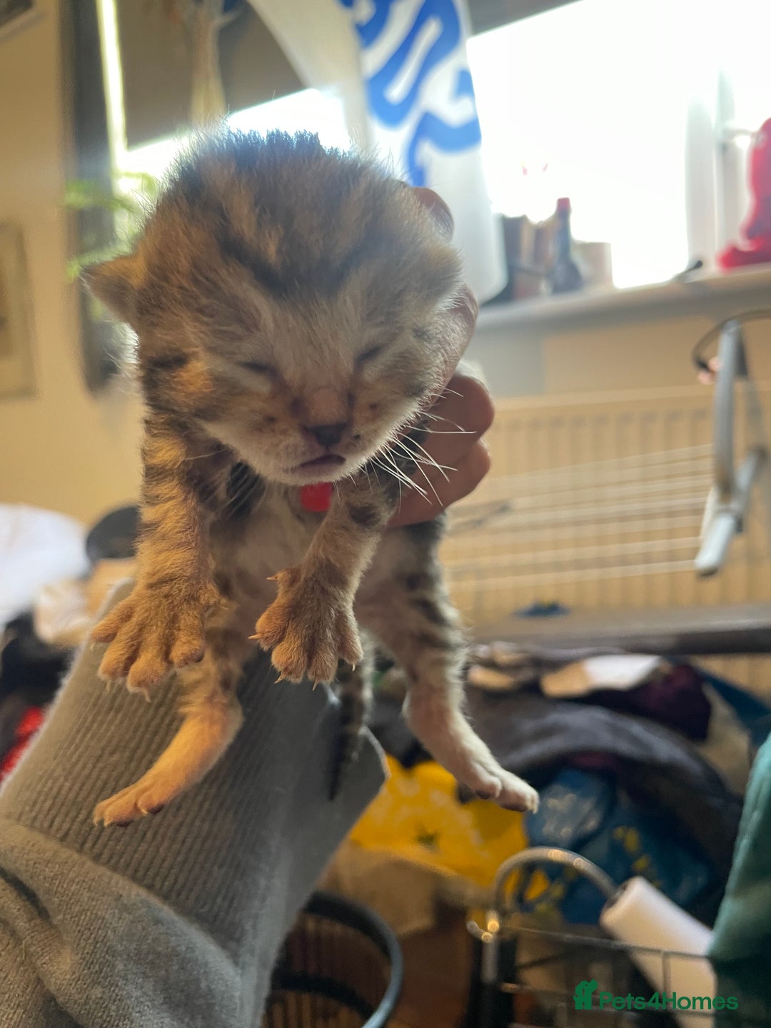 Bengal cats for sale: 9 BENGAL RAGDOLL X KITTENS - Image 31