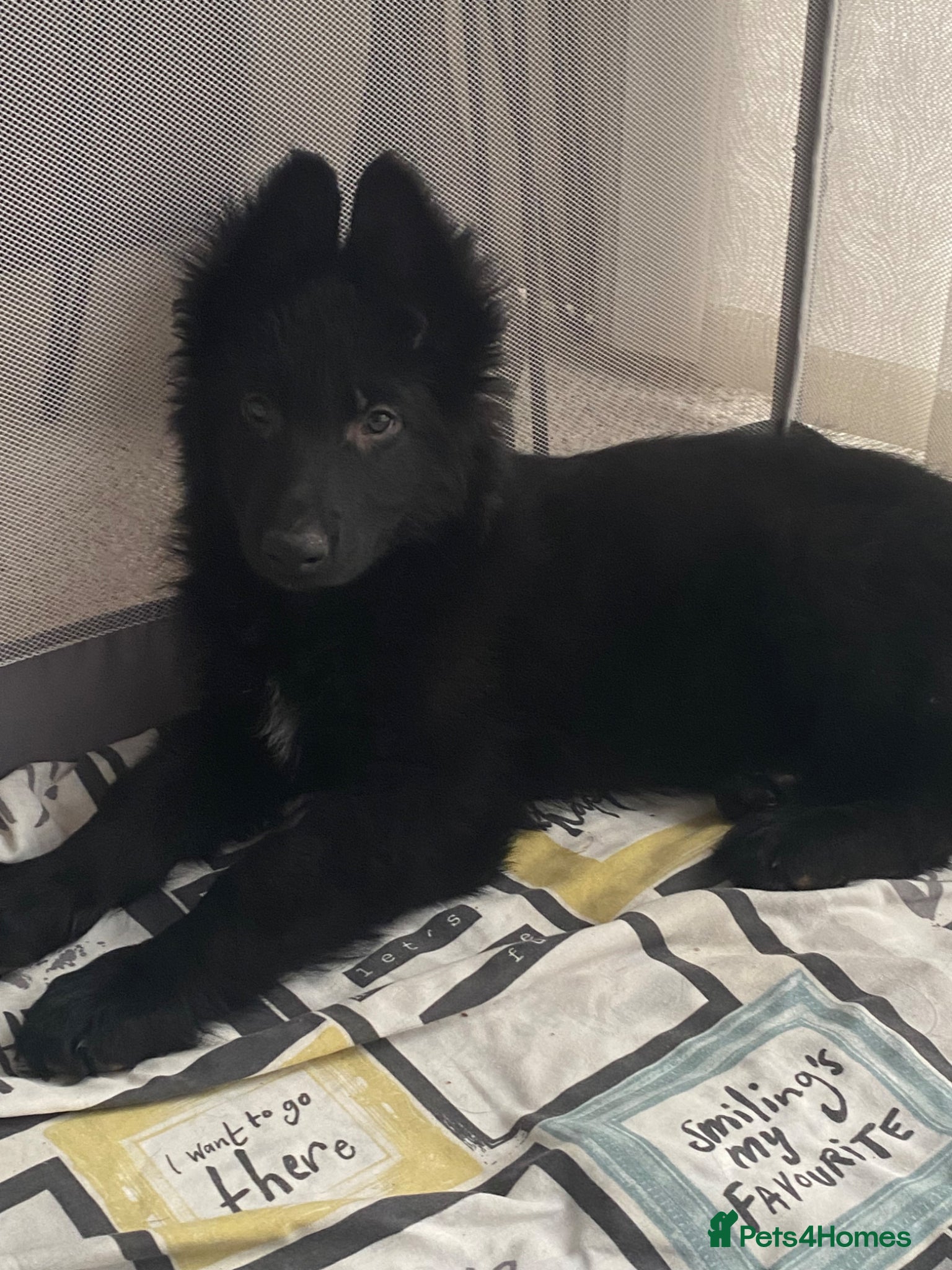 German Shepherd dogs German shepherd puppies  - Advert 17