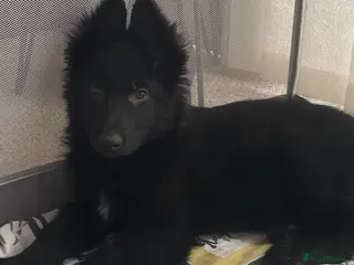 German Shepherd dogs German shepherd puppies - Advert 17