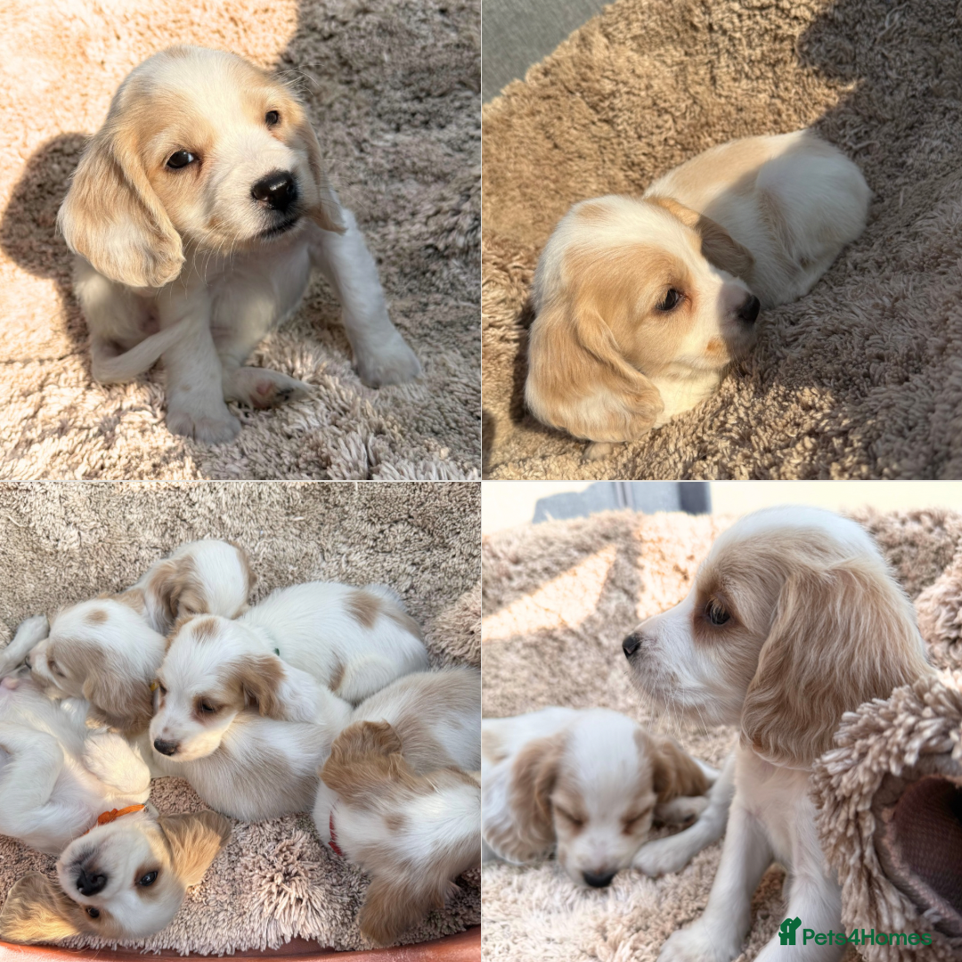 Cocker Spaniel dogs for sale: ⭐️READY TO LEAVE NOW - COCKER SPANIELS ⭐️ - Image 1