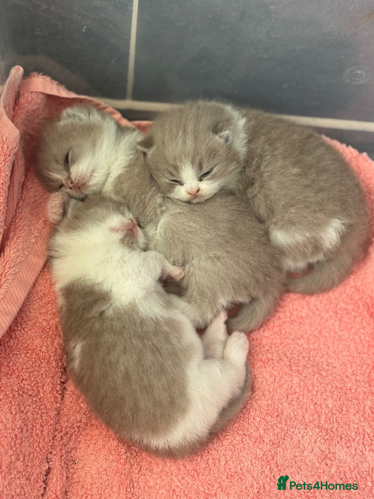 British Shorthair cats Lilac bi colours boys ready mid December ( TICA) - Advert 2
