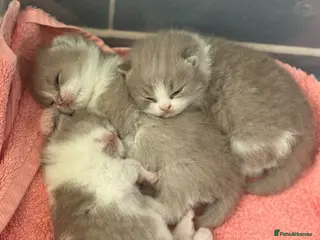 British Shorthair cats Lilac bi colours boys ready mid December ( TICA) - Advert 2