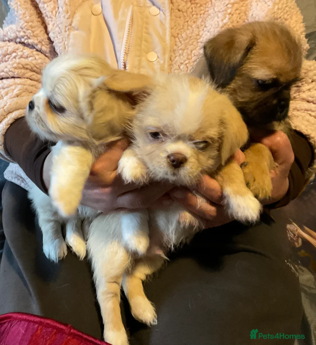 Mixed Breed dogs for sale: SHIH TZU/ CHIHUAHUAS  - Advert 9
