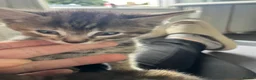 Mixed Breed cats for sale: Ready now stunning kittens  in Gravesend - Advert 10