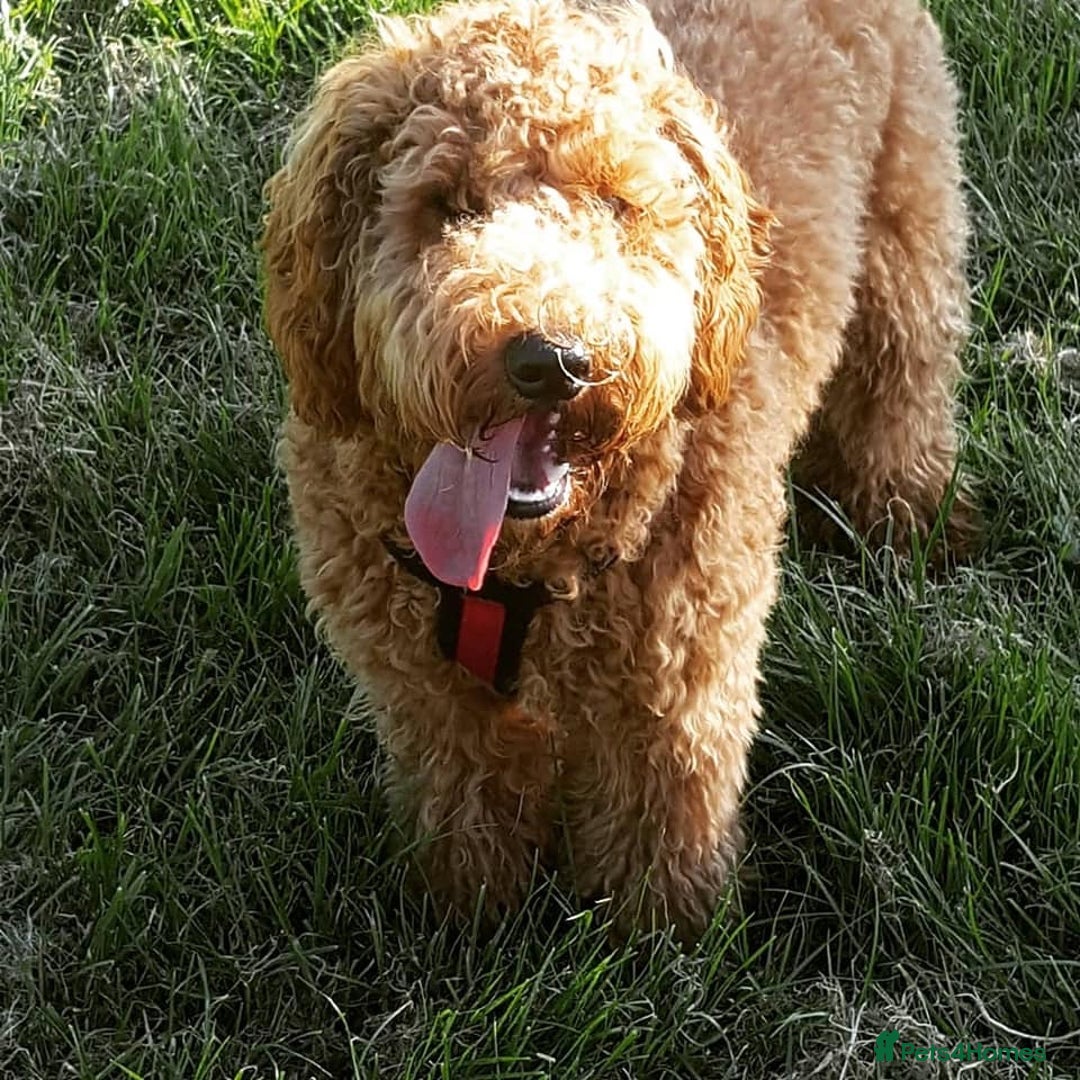 Goldendoodle dogs for sale: Multigenerational Doodles - Advert 32