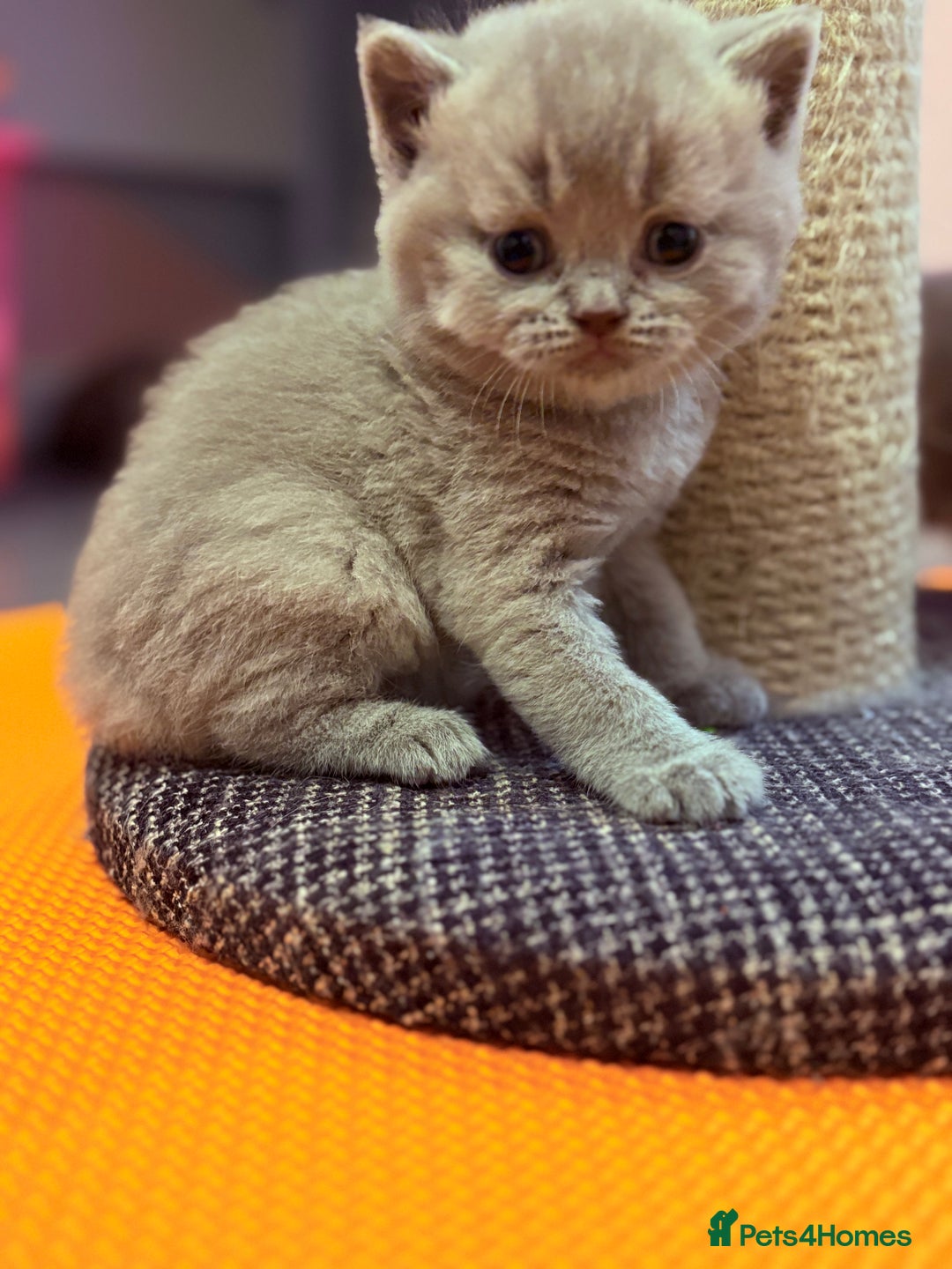 British Shorthair cats for sale: Beautiful GCCF Registered MultiColoured BSH kitte  - Advert 18