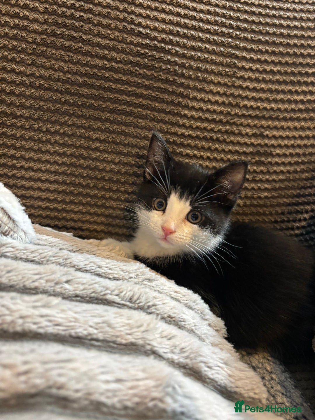 Mixed Breed cats for sale: 2 Beautiful Kittens for sale  - Advert 3