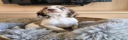 Cocker Spaniel dogs for sale: Working type Cocker spaniels- ready to leave now! - Advert 18